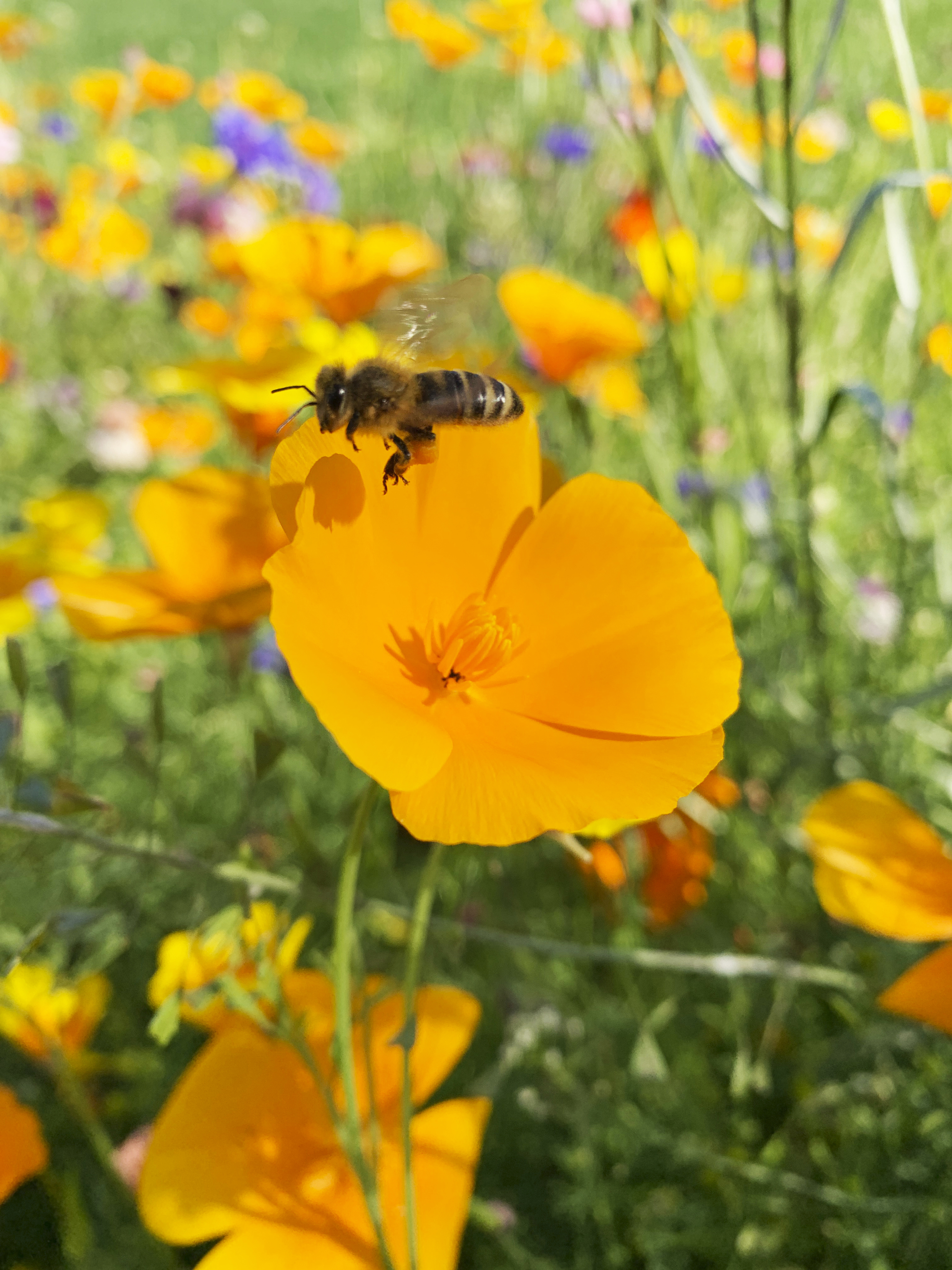 Bi Blommor 2