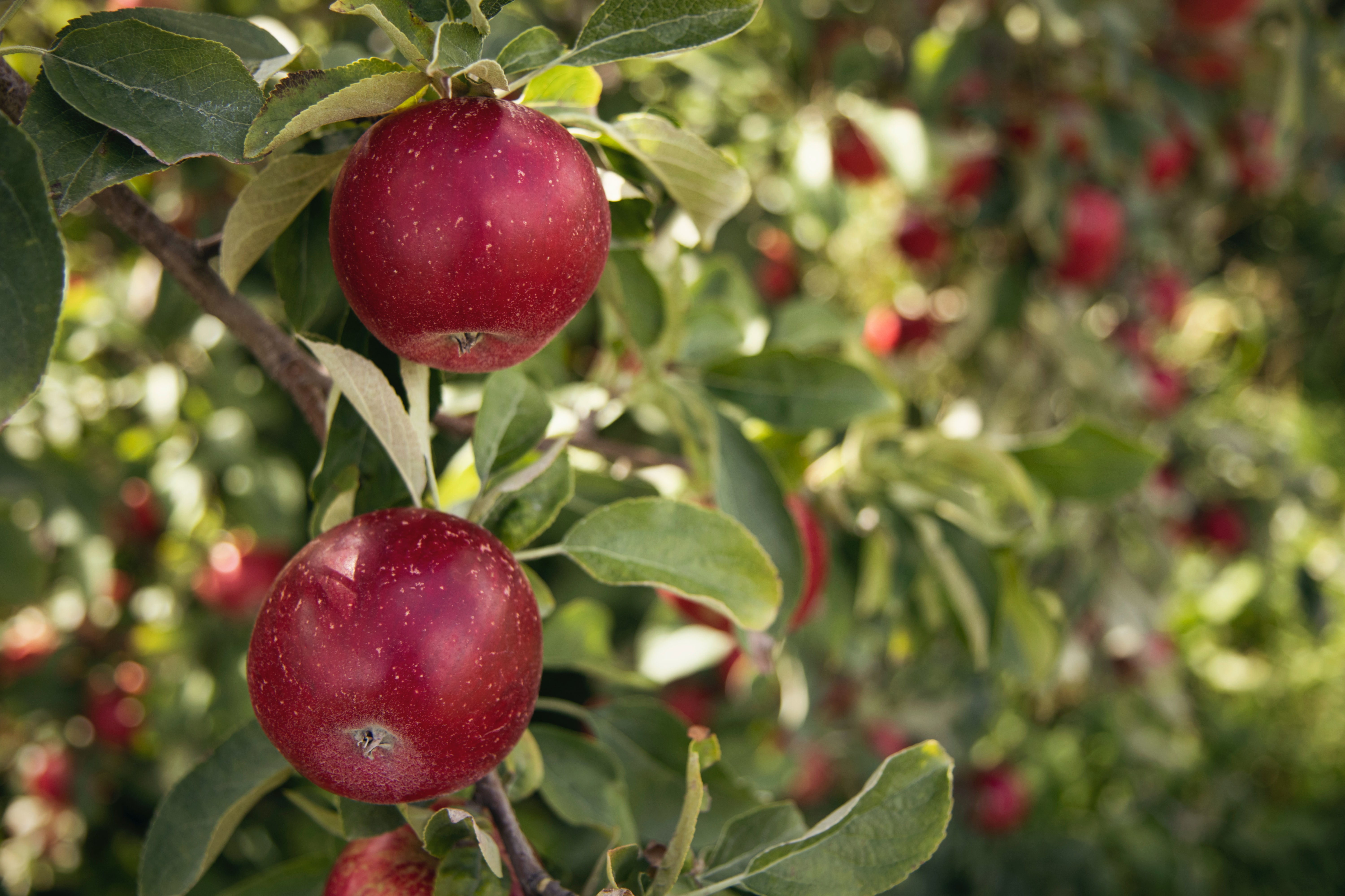Appeltrad