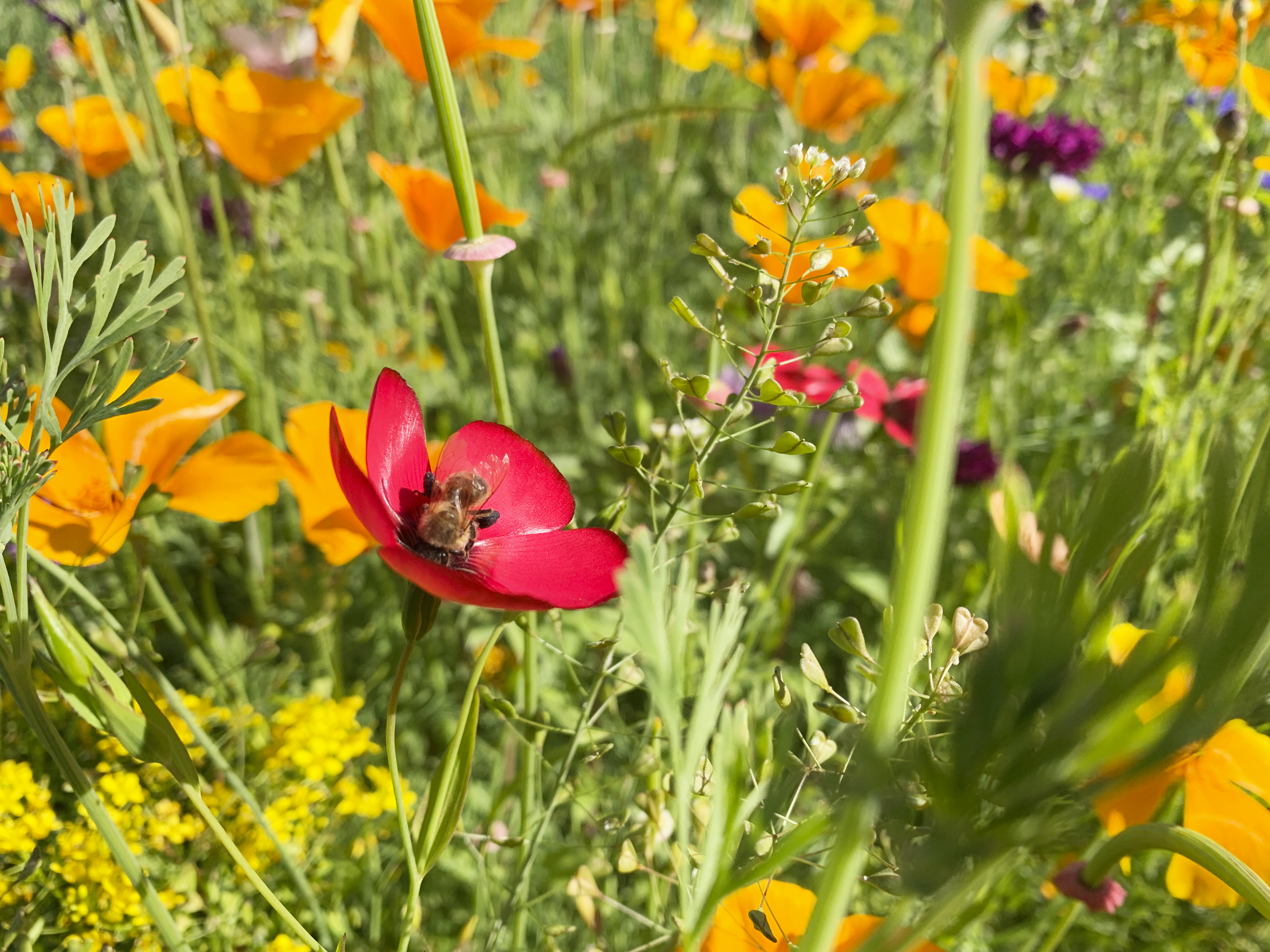 Bi Blommor