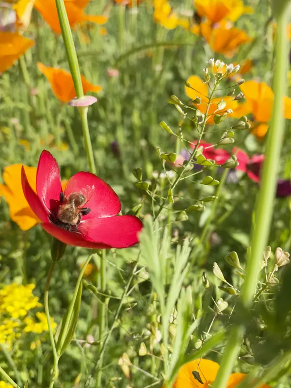 Bi Blommor