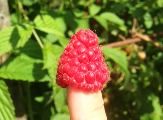 Hallonfinger