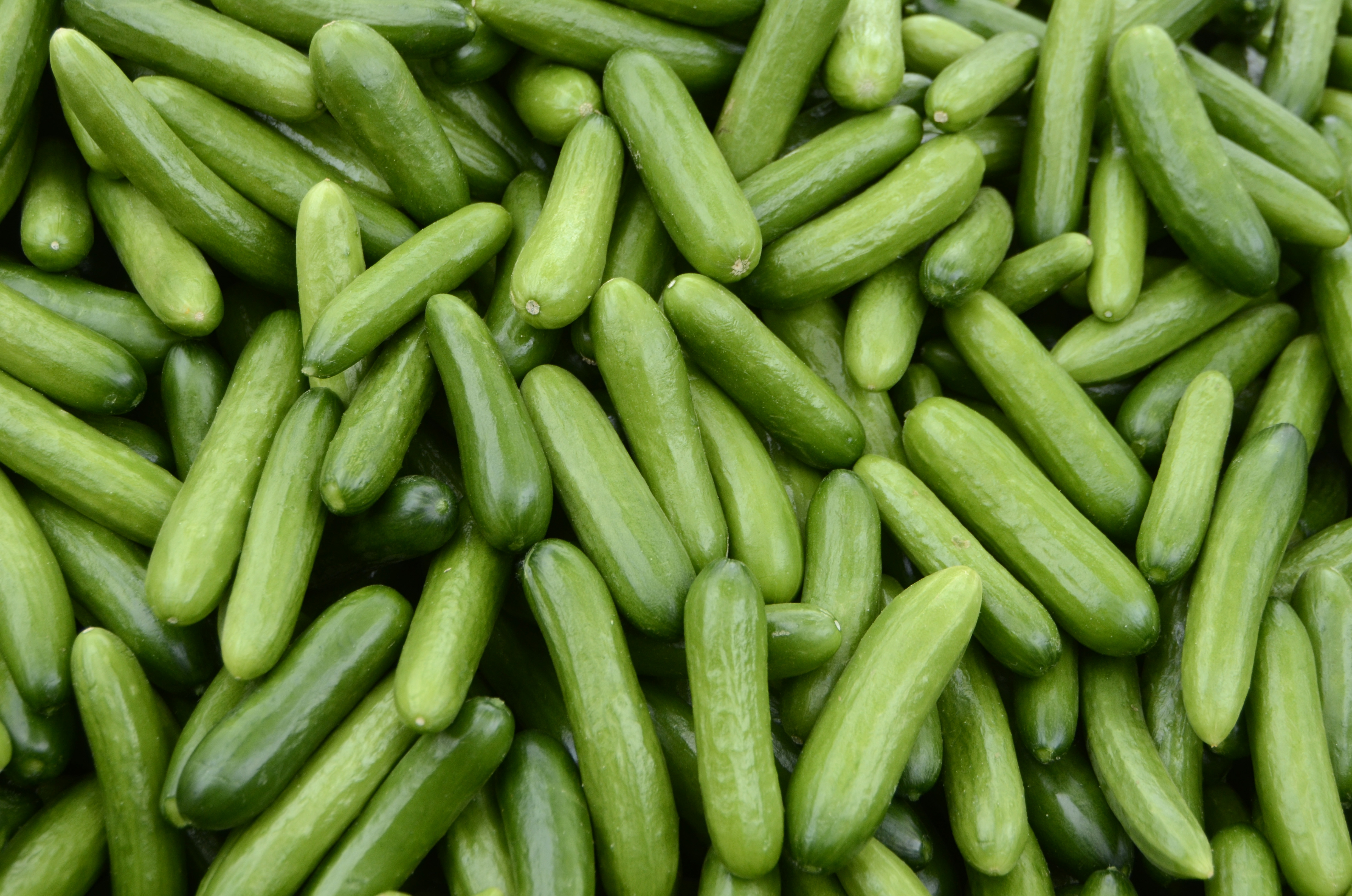 Gurkor