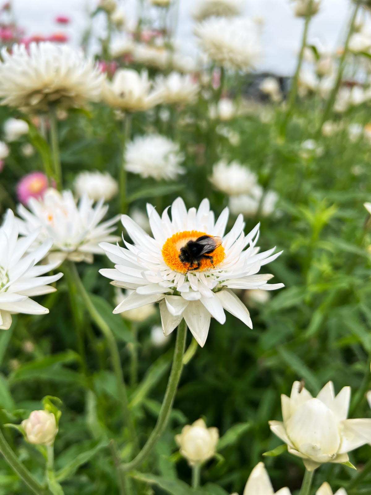 Prastkrage Humla Jennygotthold