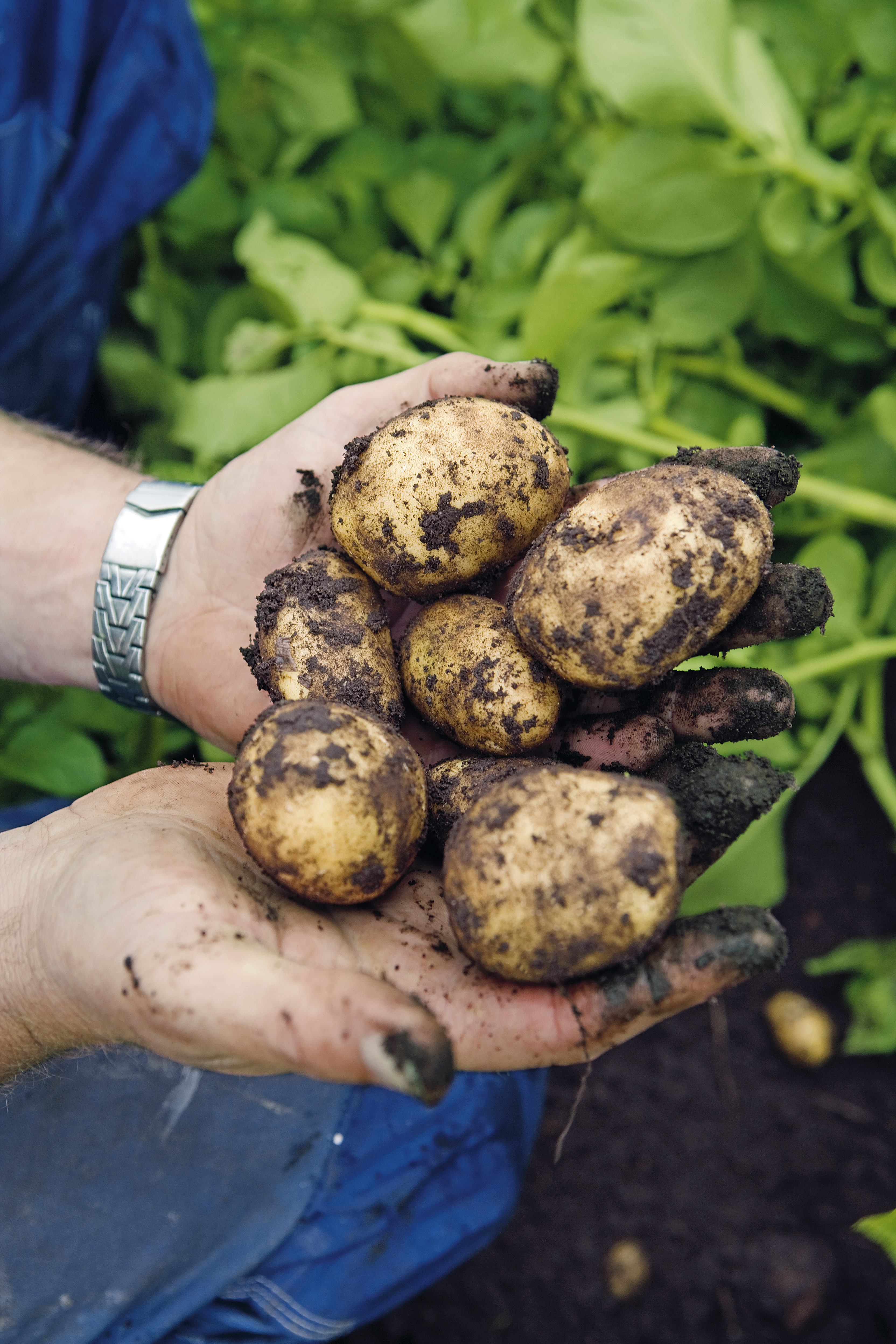 Potatis