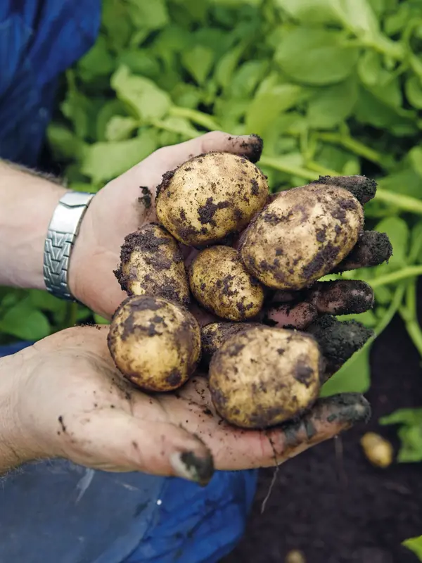 Potatis. Klicka för att se visa hela bilden.