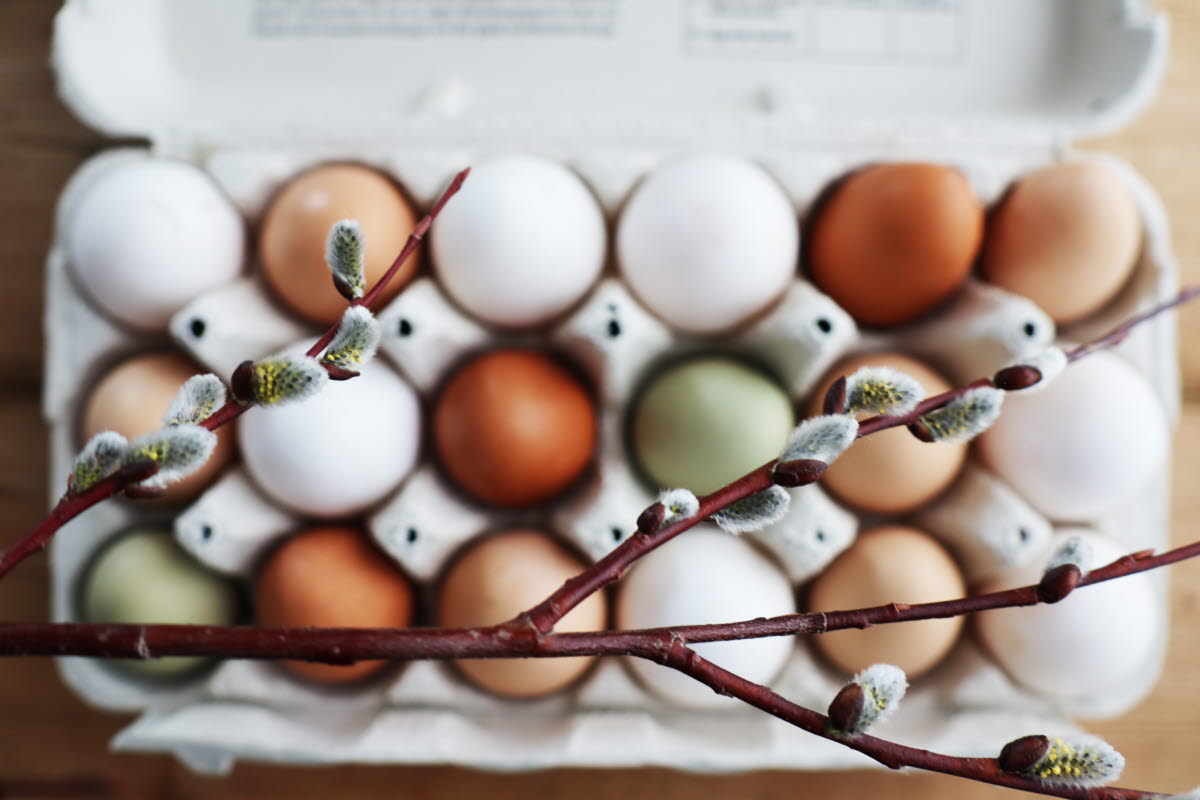 Agg Kartong Fotojennygotthold3