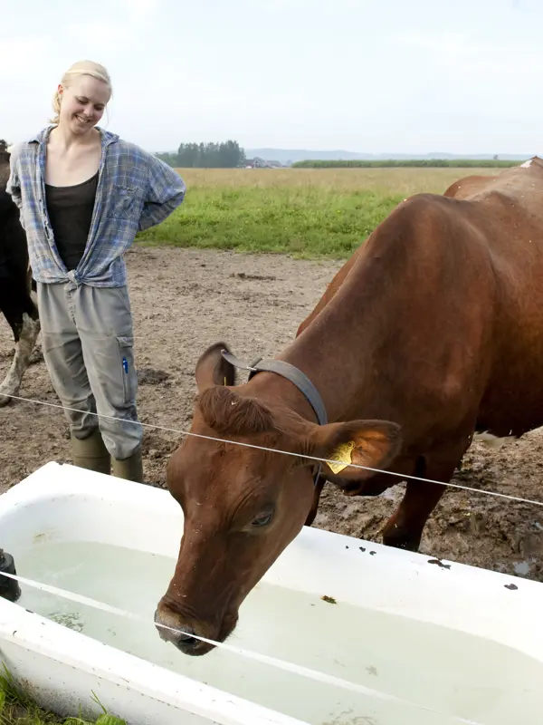 Ko dricker ur ett badkar i hagen