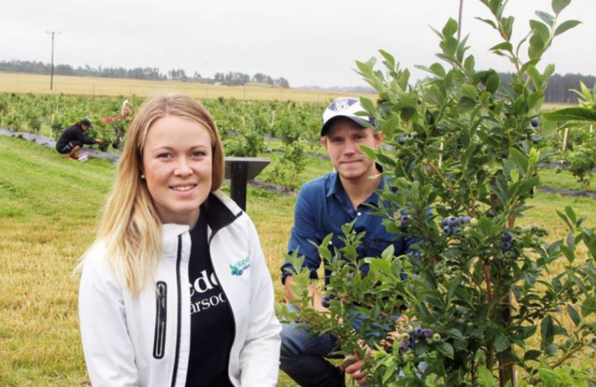 Anton Pettersson Och Elin Berg Skedevi Blåbär (002