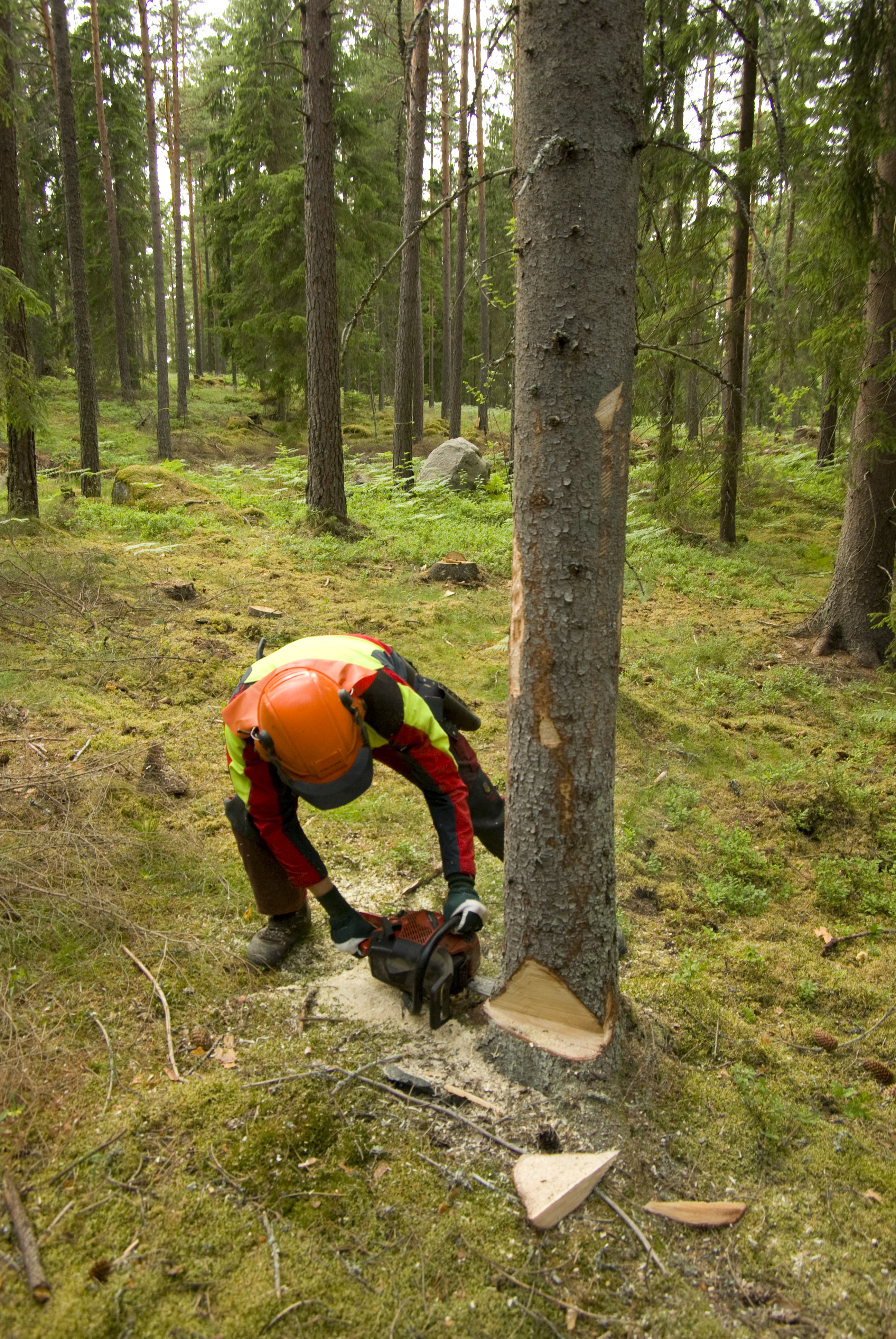 Skogsagare Hugger