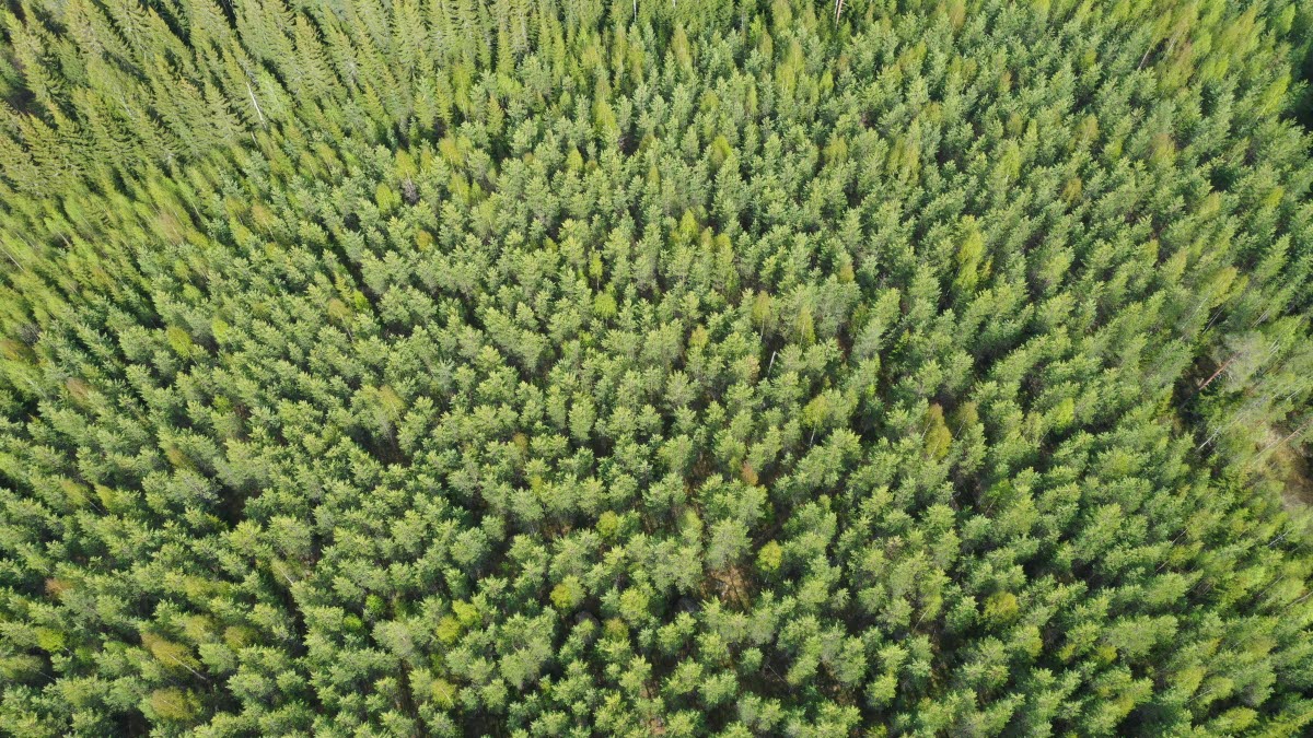 Skog