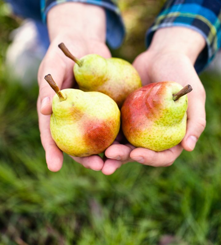 Päron - Bonden i skolan