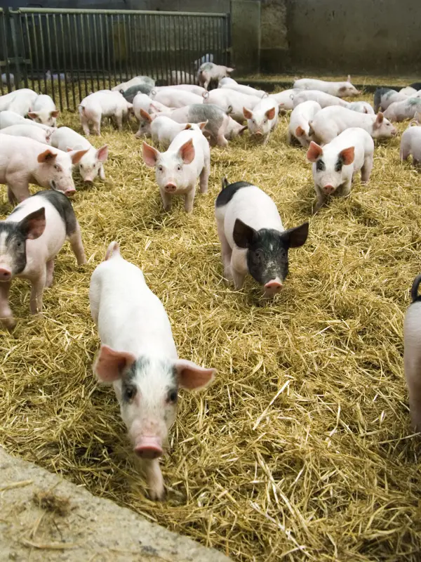 Gris - Bonden i skolan