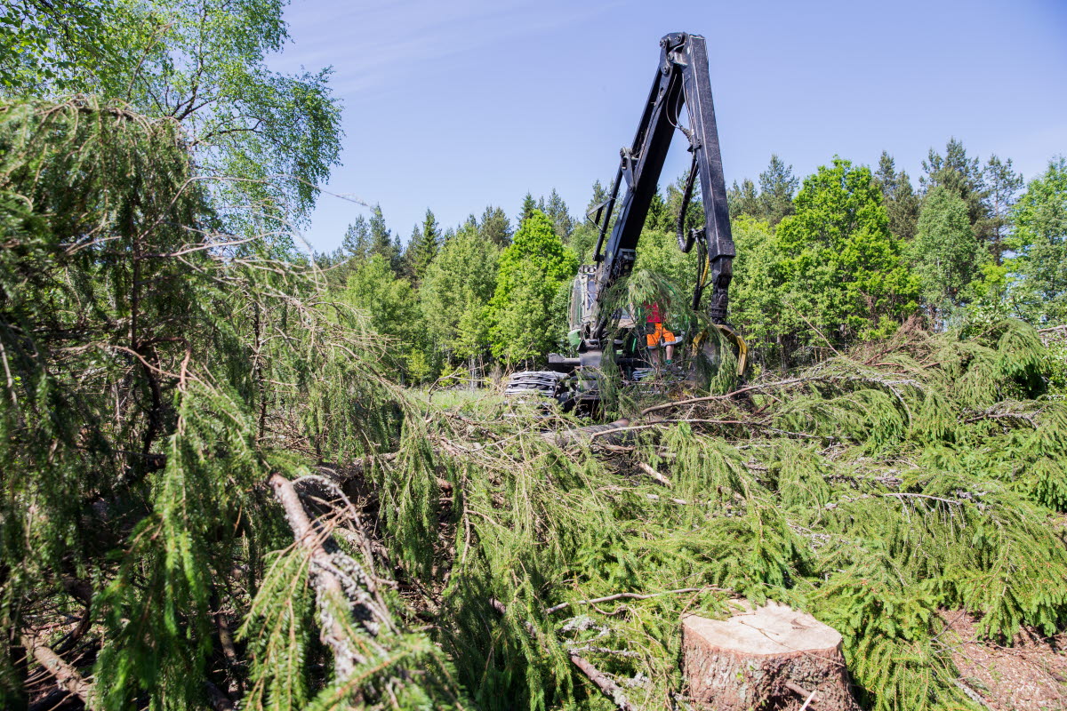 BA Êlingeskog 7825 Jpg