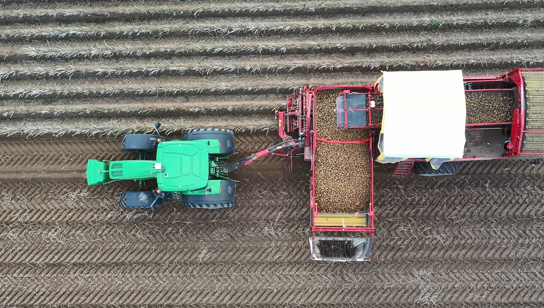 Potatisodling Filmbild