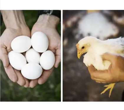 Ägg Kopia