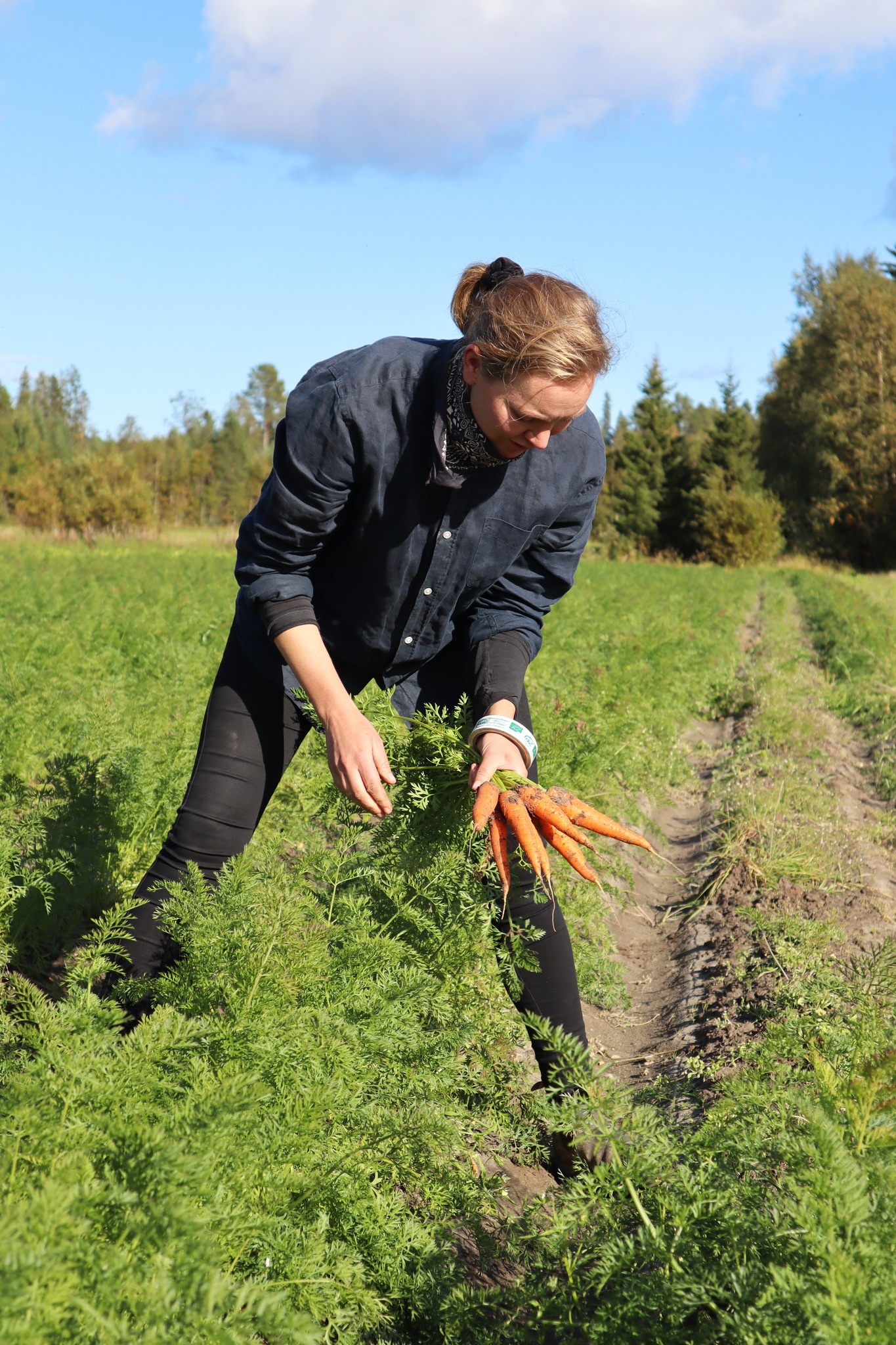 Vasterbotten Reginabergmorotter Evacarlsson1