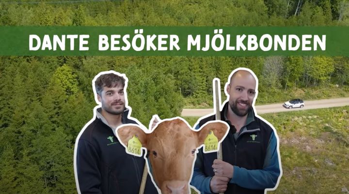 Dante Besöker Mjölkbonden
