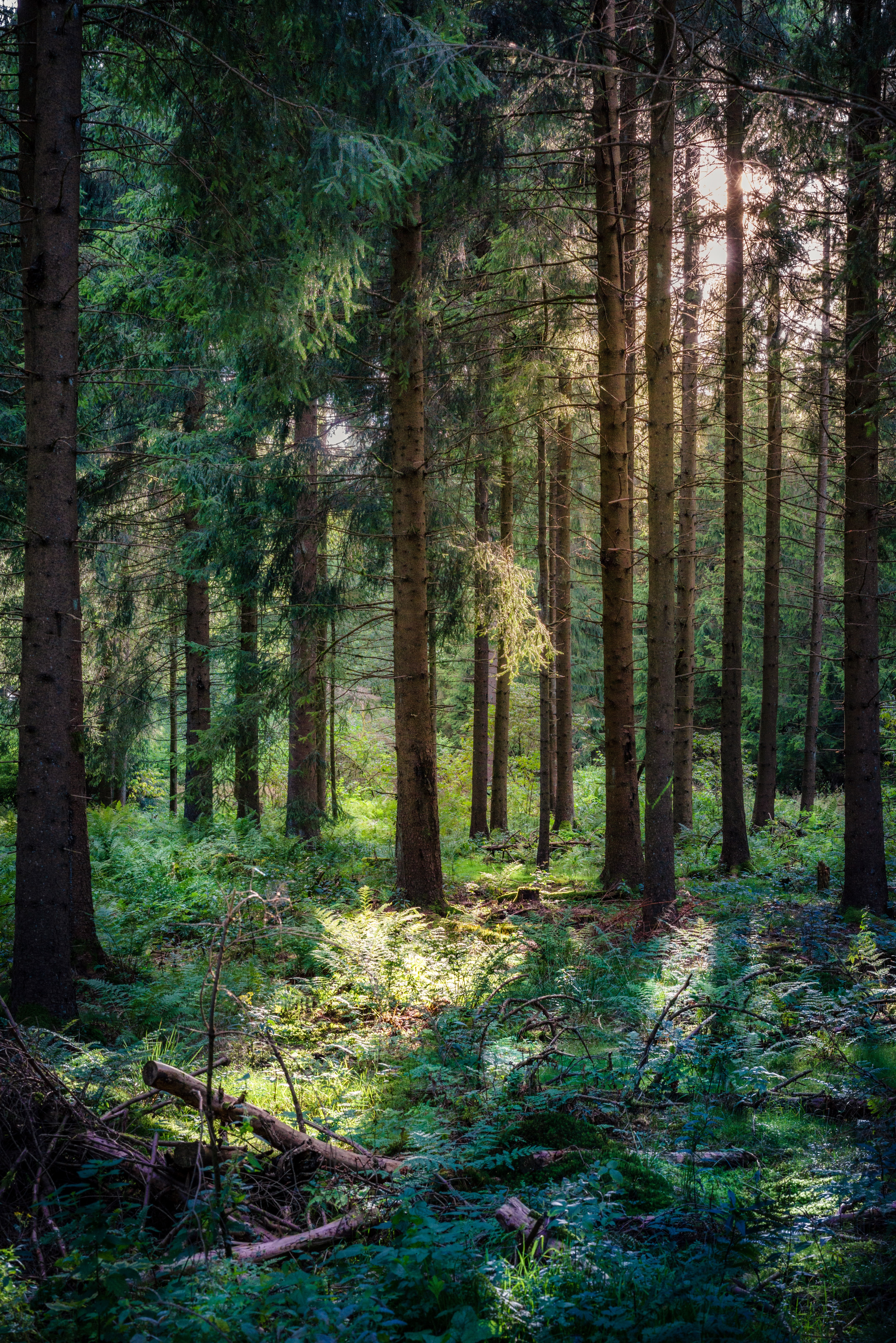 Skog
