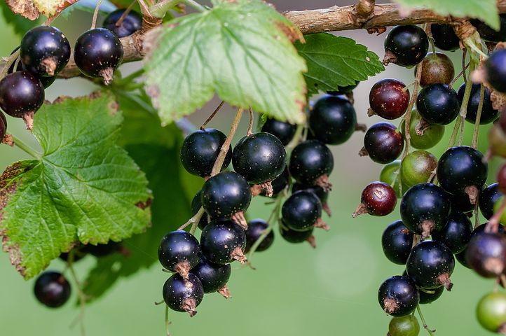 Svarta Vinbar