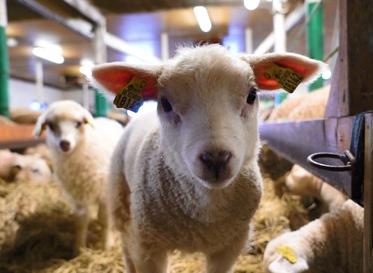 Djuren Pabondgarden Denna video är textad.