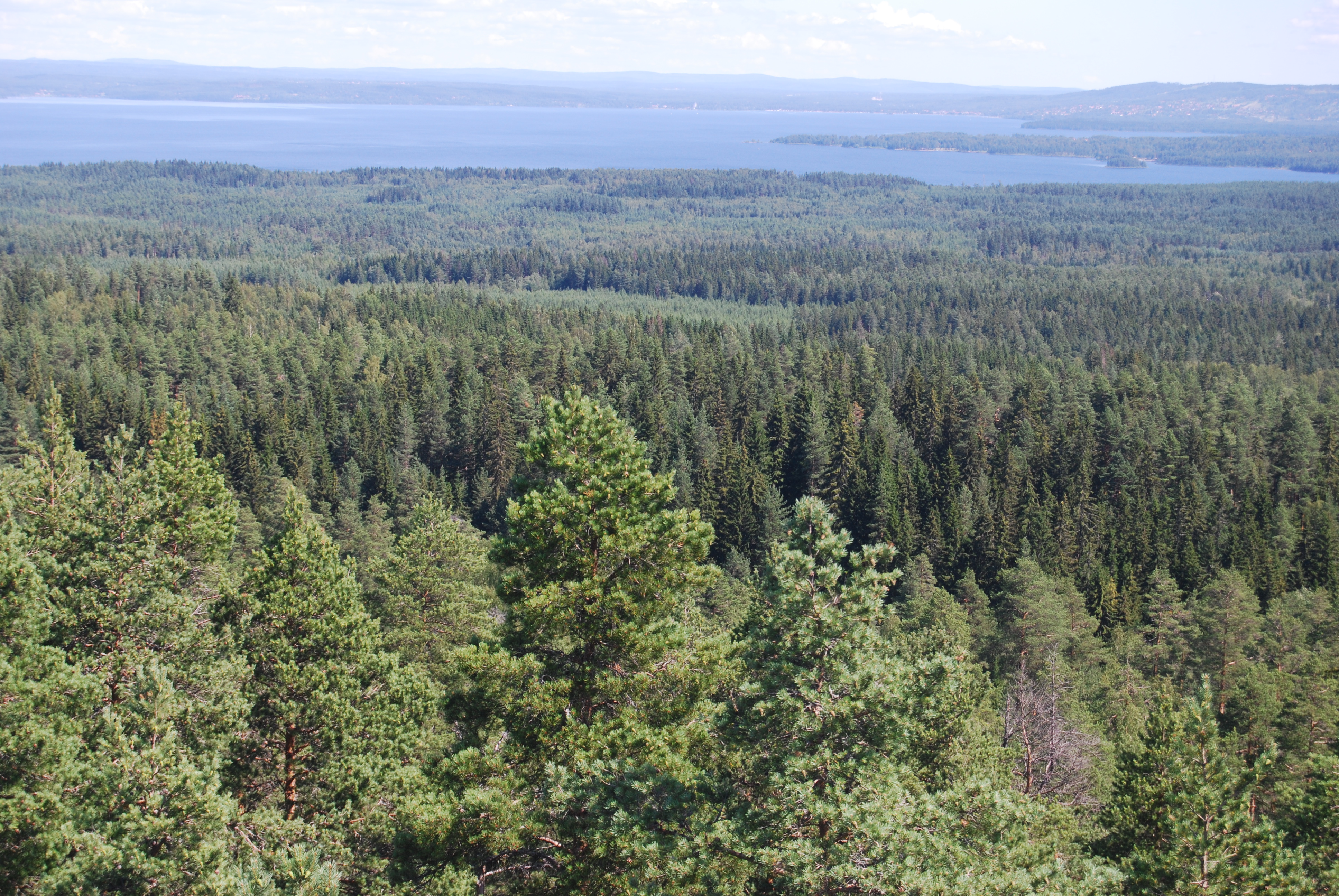 Skog Dalarna