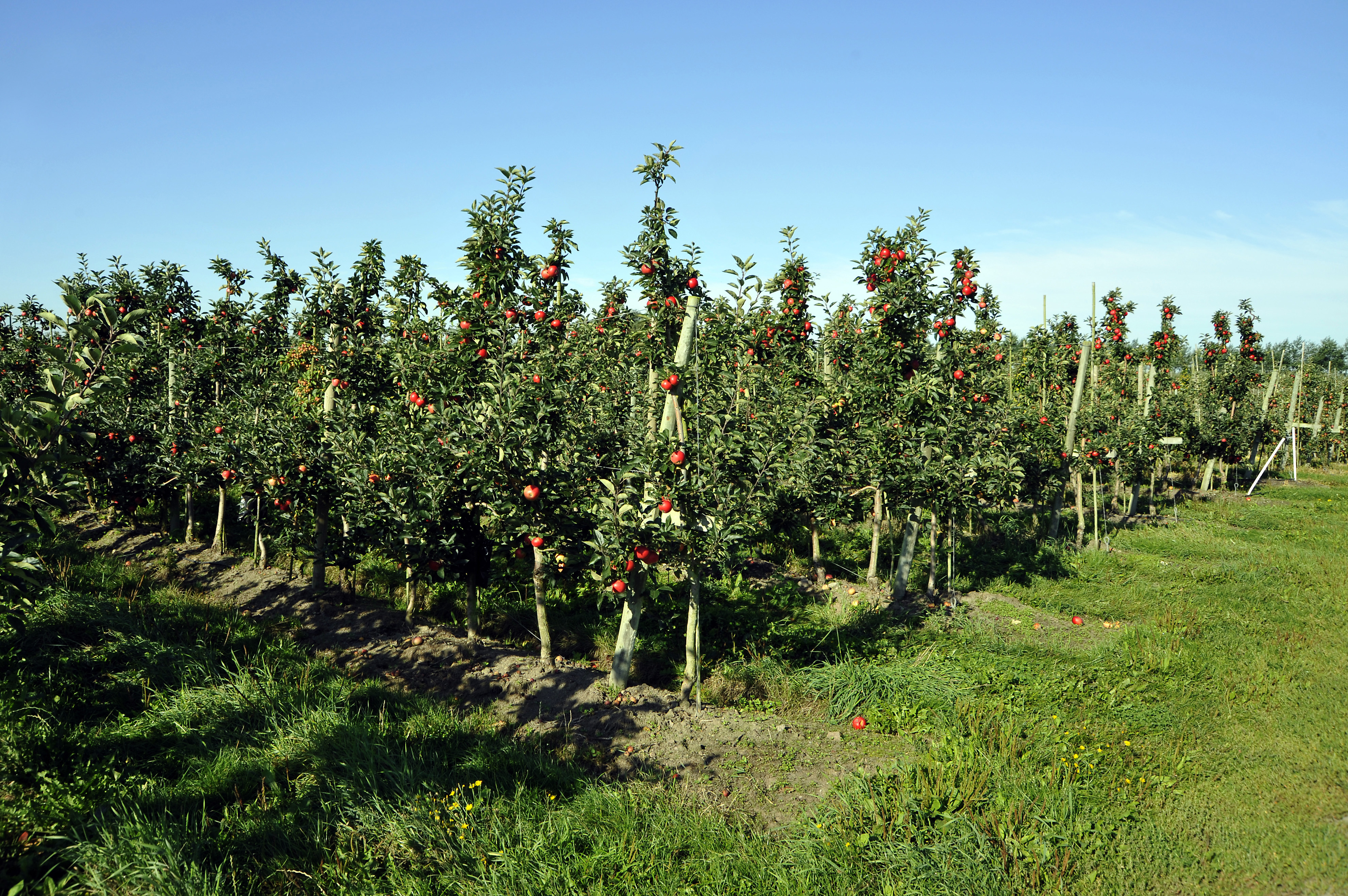 Appelodling