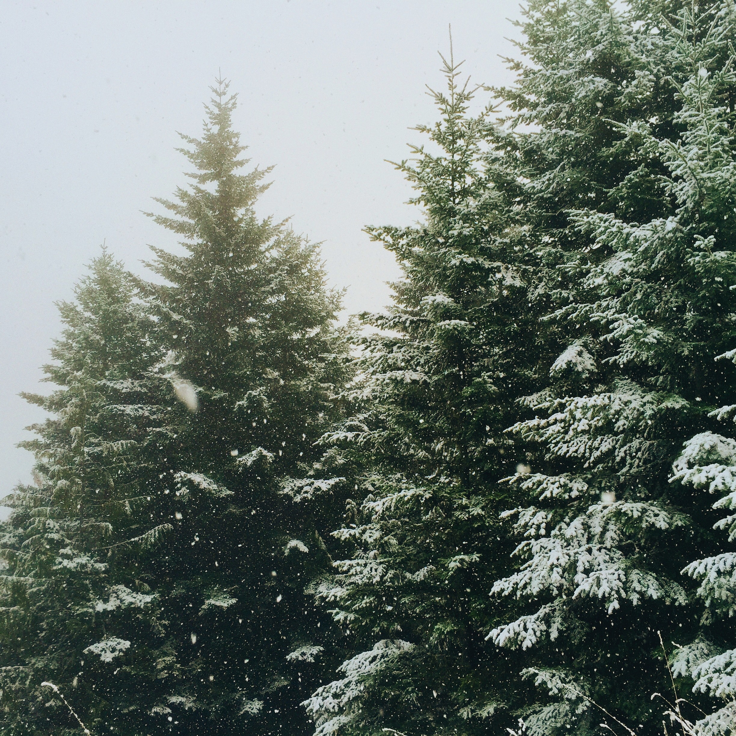 Gran Vinter