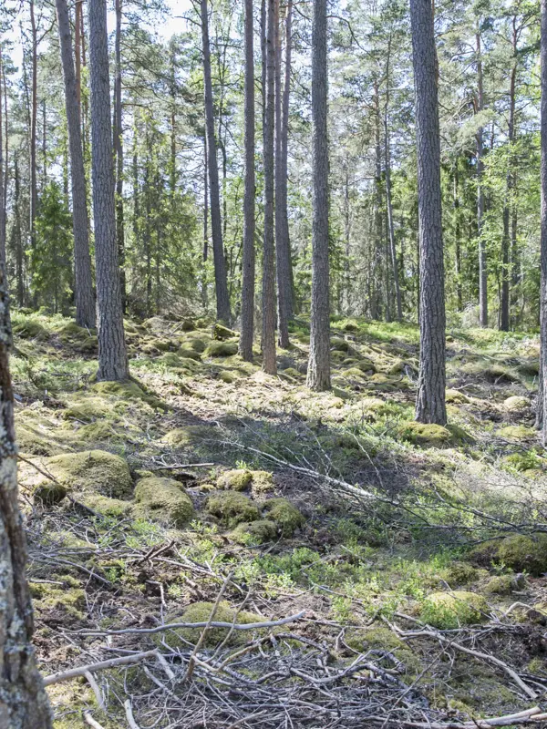 Skog2. Klicka för att se visa hela bilden.