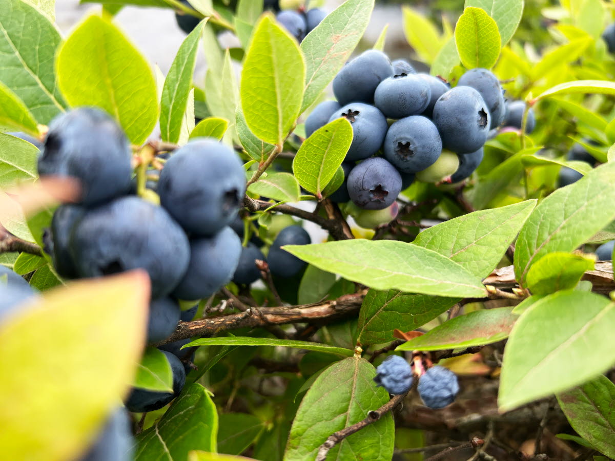 Blåbären