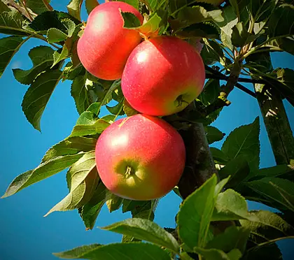 Applen 4