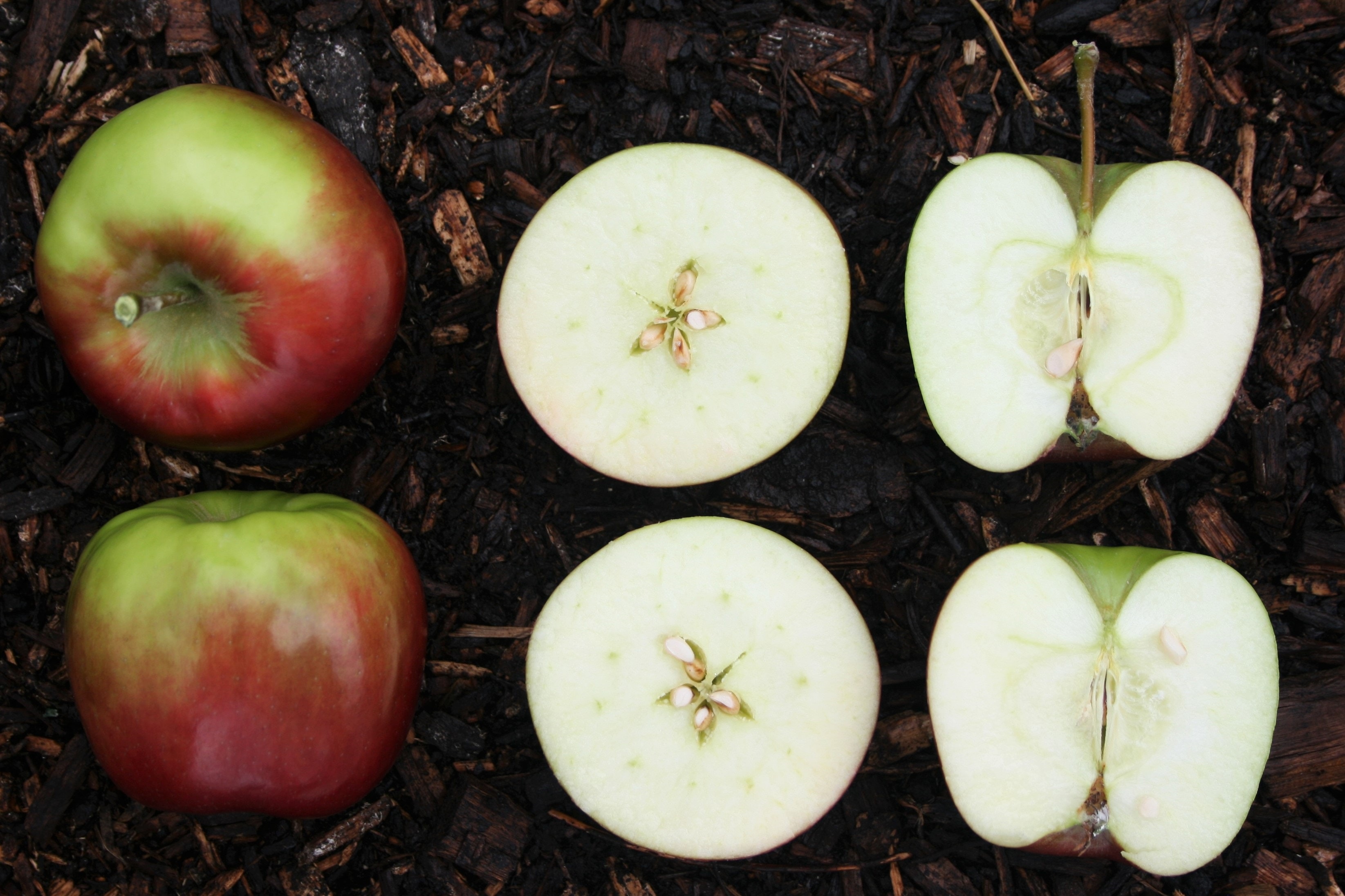 Applen 6