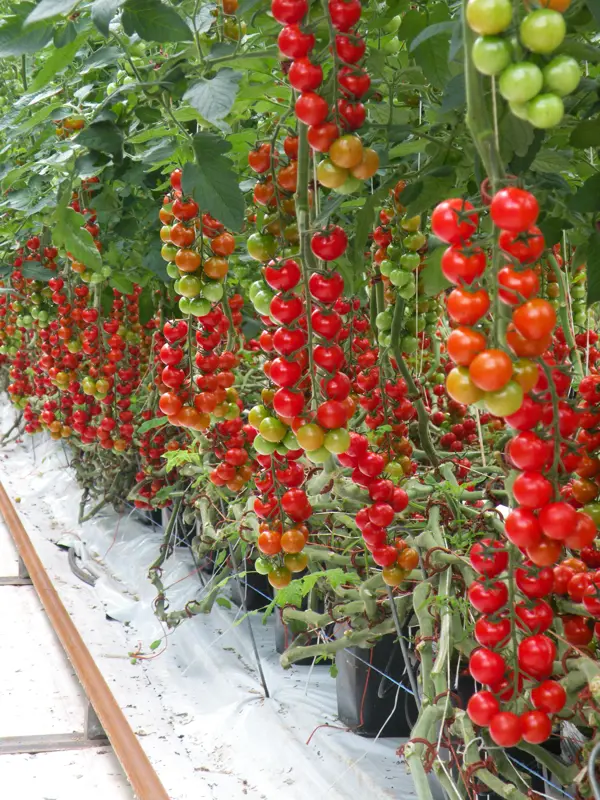 Tomatplanta