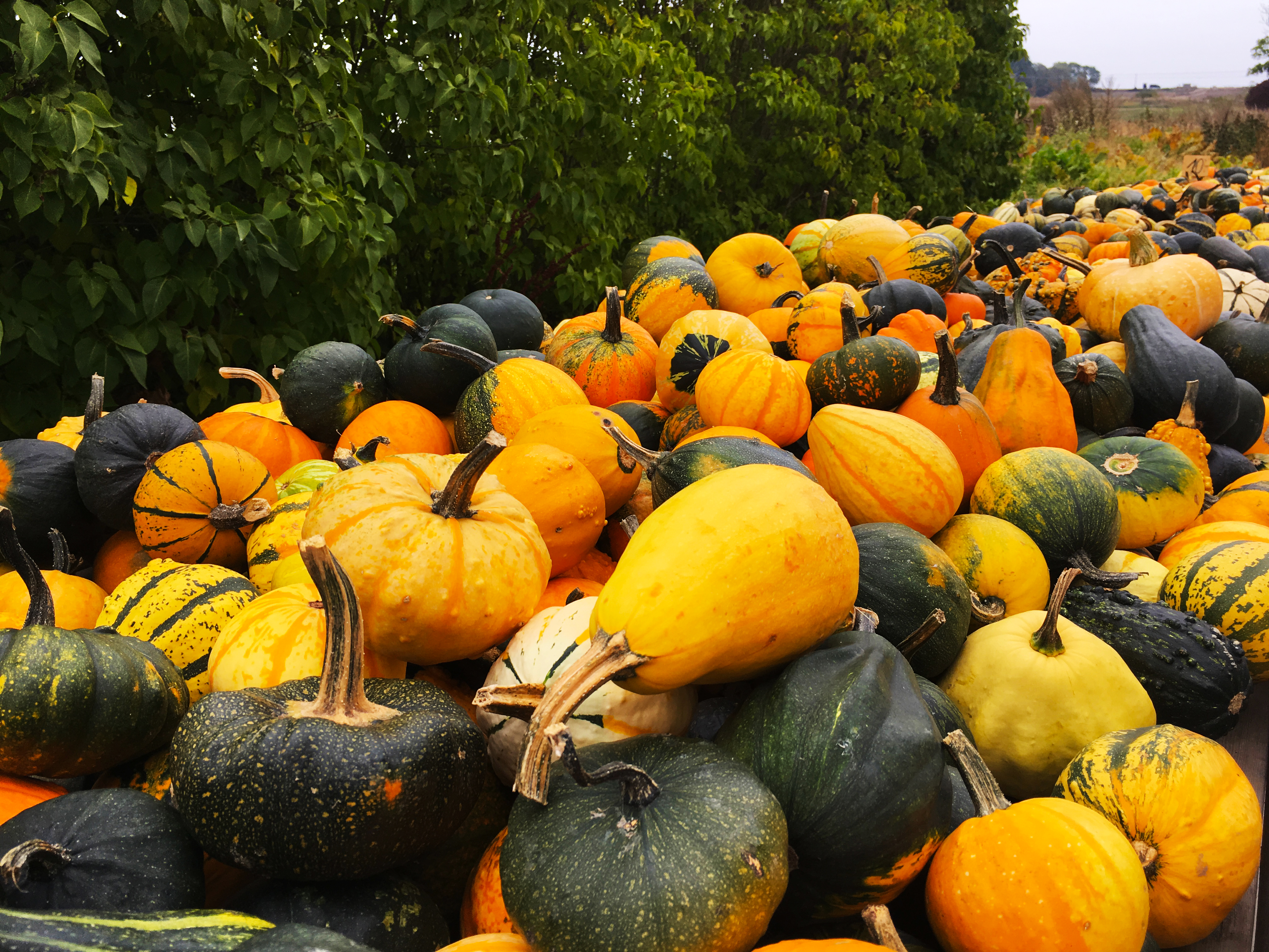 Pumpor Olika Farger