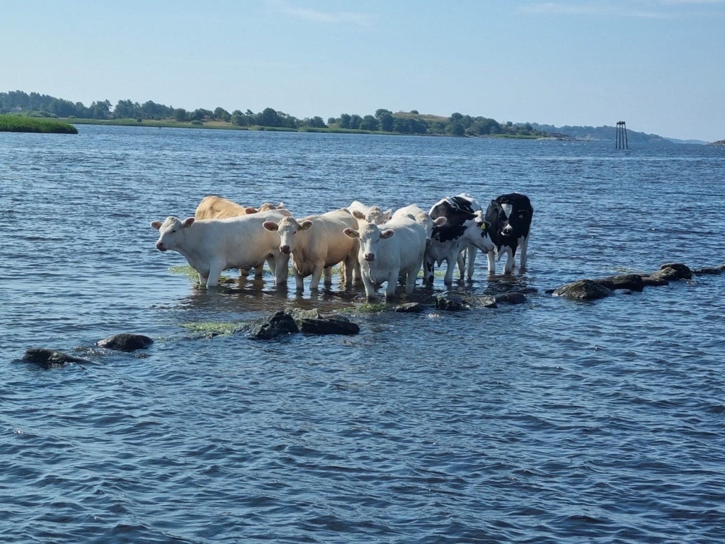 Kor I Vatten Halland