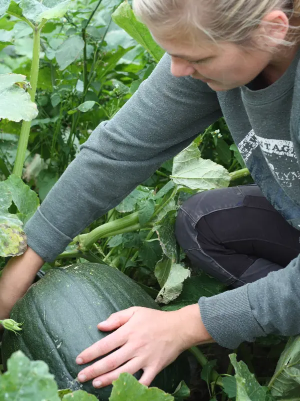 Josefin Med Gron Pumpa