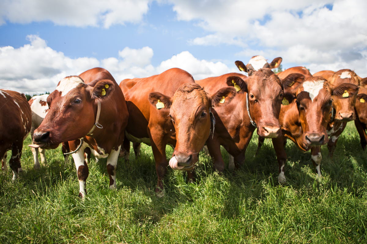 Mjölkgård Foto Ester Sorri 24