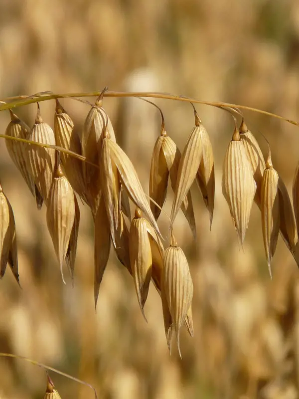 Oats Oat Field Arable Cereals 87824