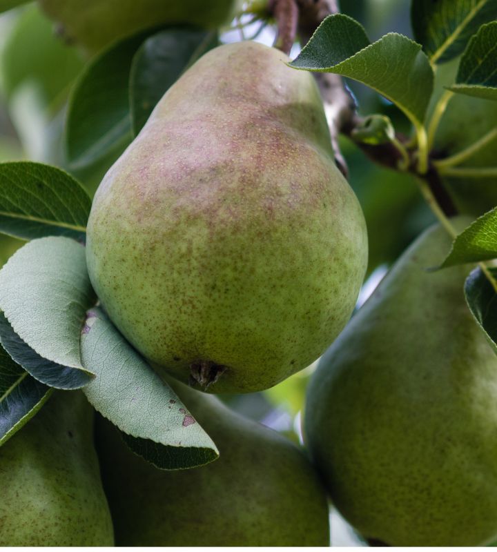 Päron - Bonden i skolan