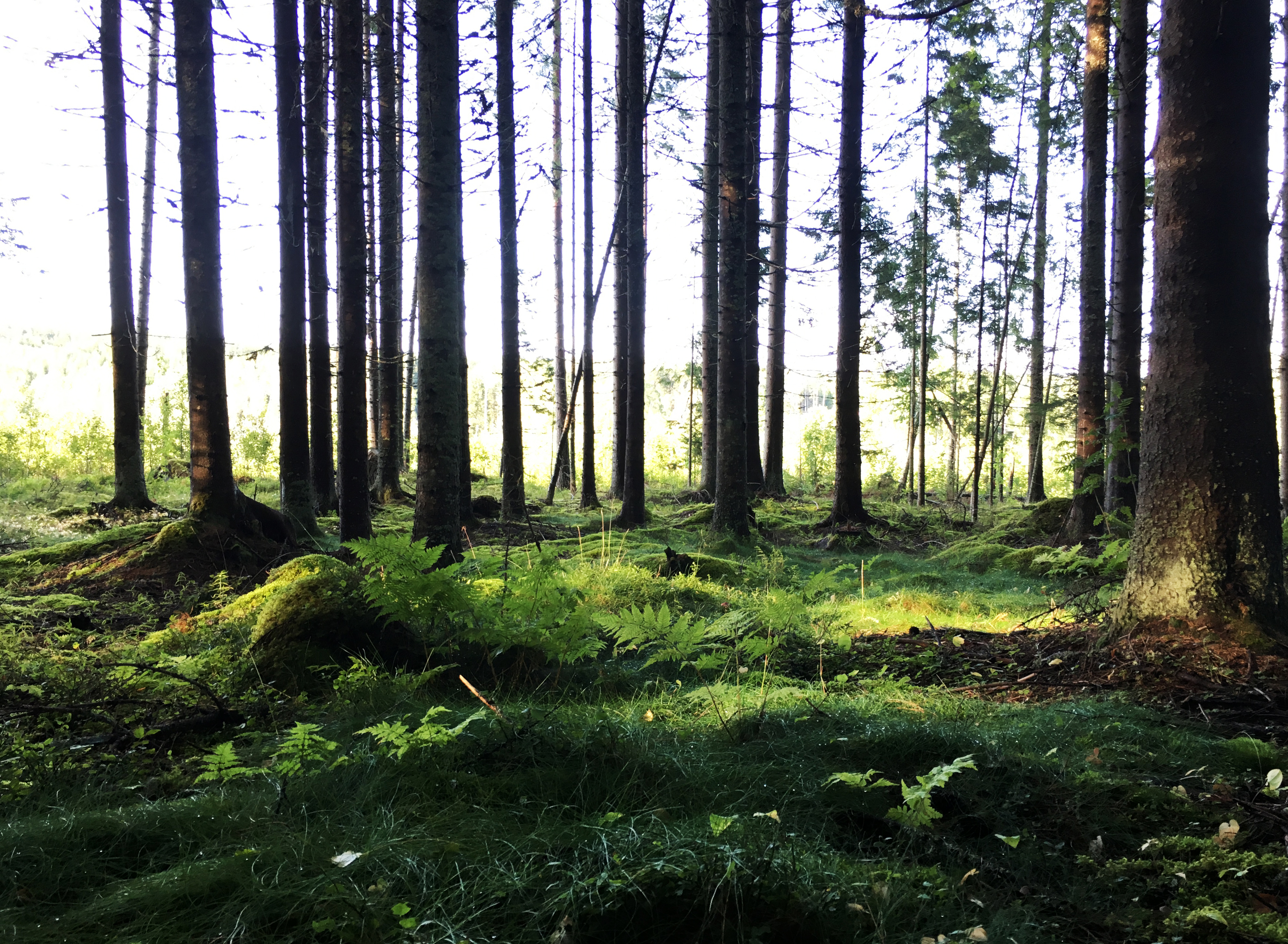 Skog3